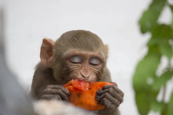 Singe Macaques Rhésus Sont Familiers Primates Bruns Des Singes Avec — Photo