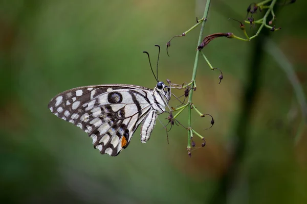 Papilio Fjäril Eller Den Gemensamma Lime Fjäril Vilar Blomman Växter — Stockfoto