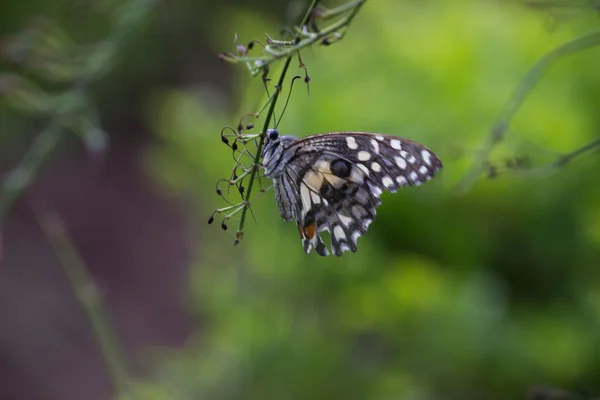 Mariposa Papilio Mariposa Común Lima Descansando Sobre Las Plantas Flores — Foto de Stock