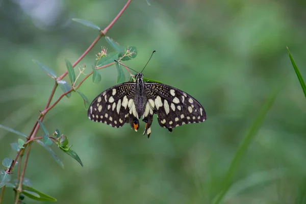 Papilio Papillon Papillon Commun Chaux Reposant Sur Les Plantes Fleur — Photo