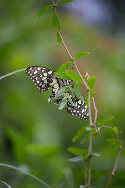 Papilio Pillangó Vagy Common Lime Pillangó Pihen Virág Növények Természetes — Stock Fotó