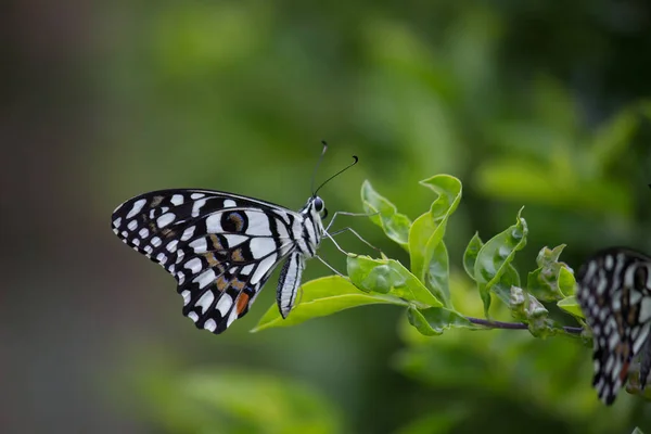 Papilio Butterfly Common Lime Butterfly Resting Flower Plants Its Natural — Stock Photo, Image