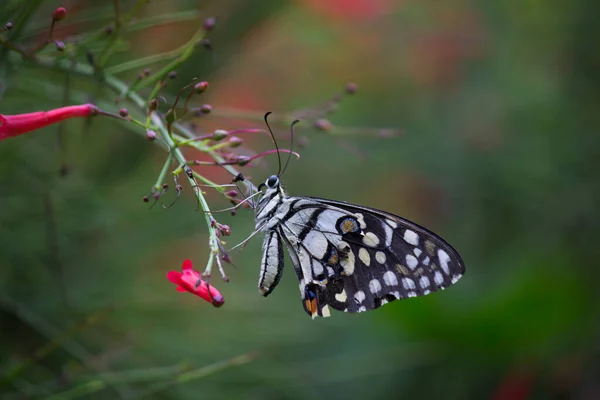 Метелик Папіліо Або Метелик Звичайного Вапна Який Відпочиває Квіткових Рослинах — стокове фото
