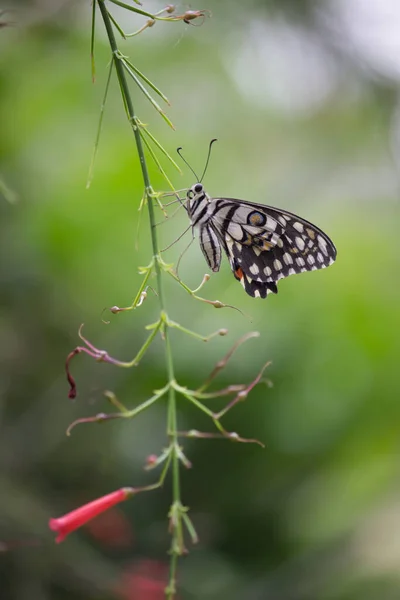 Papilio Fjäril Eller Den Gemensamma Lime Fjäril Vilar Blomman Växter — Stockfoto