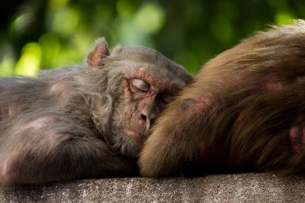 Monyet India Juga Dikenal Sebagai Rhesus Macaque Yang Tidur Sebentar — Stok Foto