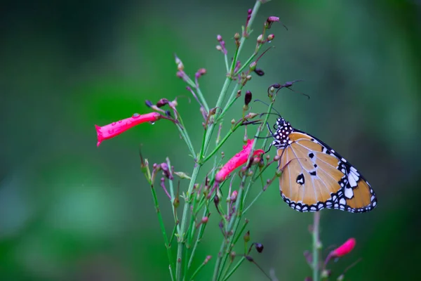 호랑이 리시포스 나비를 가까이 모습의 — 스톡 사진