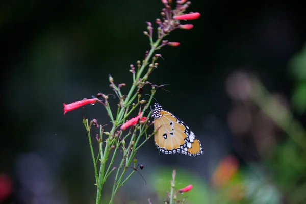 Крупный План Простого Тигра Danaus Chrysippus Бабочки Покоится Цветочном Растении — стоковое фото