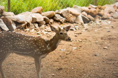  Güneşli kırmızı geyik, cervus elaphus, yaz doğasında kameraya bakan yeni boynuzlu geyik. Kopya alanı olan otçulları yan görüş alanından uyar. Kahverengi kürklü vahşi hayvan saman tarlasında gözcülük yapıyor.