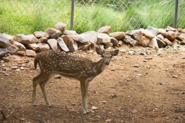  Güneşli kırmızı geyik, cervus elaphus, yaz doğasında kameraya bakan yeni boynuzlu geyik. Kopya alanı olan otçulları yan görüş alanından uyar. Kahverengi kürklü vahşi hayvan saman tarlasında gözcülük yapıyor.