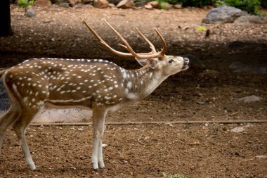  Güneşli kırmızı geyik, cervus elaphus, yaz doğasında kameraya bakan yeni boynuzlu geyik. Kopya alanı olan otçulları yan görüş alanından uyar. Kahverengi kürklü vahşi hayvan saman tarlasında gözcülük yapıyor.