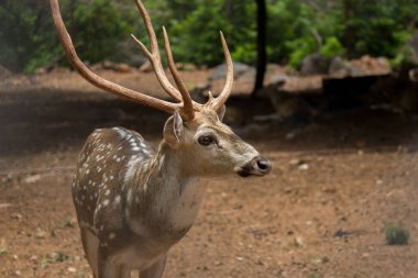  Güneşli kırmızı geyik, cervus elaphus, yaz doğasında kameraya bakan yeni boynuzlu geyik. Kopya alanı olan otçulları yan görüş alanından uyar. Kahverengi kürklü vahşi hayvan saman tarlasında gözcülük yapıyor.