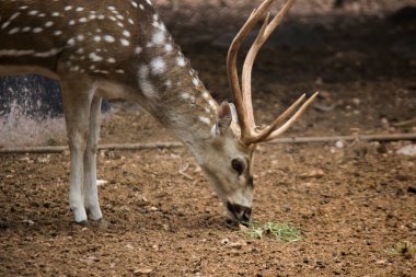  Güneşli kırmızı geyik, cervus elaphus, yaz doğasında kameraya bakan yeni boynuzlu geyik. Kopya alanı olan otçulları yan görüş alanından uyar. Kahverengi kürklü vahşi hayvan saman tarlasında gözcülük yapıyor.