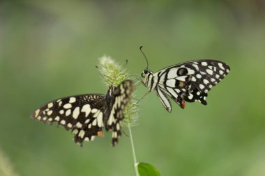 Papilio demoleus yaygın bir limon kelebeği ve kırlangıç kelebeğidir. Kelebek aynı zamanda limon kelebeği, limon kelebeği, limon kırlangıcı ve kırlangıç olarak da bilinir..