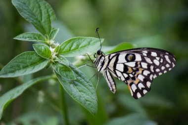 Papilio demoleus yaygın bir limon kelebeği ve kırlangıç kelebeğidir. Kelebek aynı zamanda limon kelebeği, limon kelebeği, limon kırlangıcı ve kırlangıç olarak da bilinir..