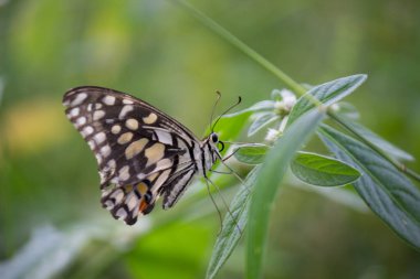 Papilio demoleus yaygın bir limon kelebeği ve kırlangıç kelebeğidir. Kelebek aynı zamanda limon kelebeği, limon kelebeği, limon kırlangıcı ve kırlangıç olarak da bilinir..