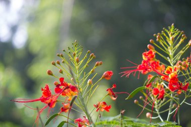  Flamboyant, ve Ateş Ağacı, parktaki parlak turuncu çiçekli Royal Poinciana doğal ışığı yansıtıyor ve güzel yeşil bir arka planda çiçek açıyor..