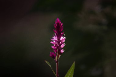  Euploea çekirdeği, Güney Asya 'dan Avustralya' ya kadar yaygın bir kelebek türüdür. Hindistan 'da bazen Hint kargası olarak da bilinir, Avustralya' da ise Avustralya kargası olarak..