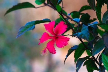 Hibiscus, Malvaceae familyasından bir bitki cinsidir. Dünya çapında ılıman, subtropikal ve tropikal bölgelere özgü birkaç yüz türden oluşan cins oldukça büyüktür.