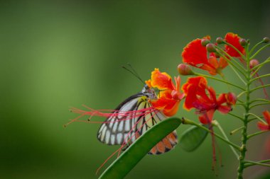 Güzel bir Jezebel Kelebeği (Delias eucharis), Hindistan 'ın başkenti Hyderabad' da bulunan bulanık yeşil arka planda bulunan renkli kanatların yakın plan görüntüsü olan Royal Poinciana çiçeklerinin üzerinde oturmaktadır.