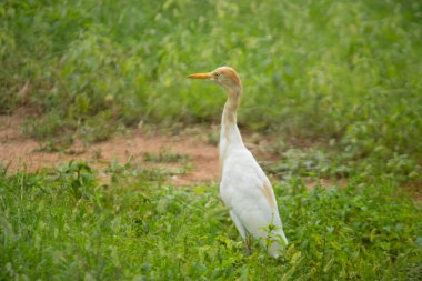  Bubulcus ibis ya da Heron (İngilizce: Bubulcus ibis veya Hermonly known as the Cattle Egret), balıkçılgiller (Felidae) familyasından tropiklerde, subtropik bölgelerde ve ılıman bölgelerde yaşayan bir balıkçıldır. Bubulcus, Bubulcus cinsinin tek üyesidir., 