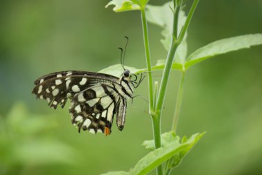  Papilio Kelebeği ya da Papilio Kelebeği çiçek bitkilerinin üzerinde doğal ortamında dinlenen yumuşak yeşil bir arka planda Papilio Kelebeği ya da yaygın limon Kelebeği çiçeklerin kanatlarını çırpar, Macro resmi