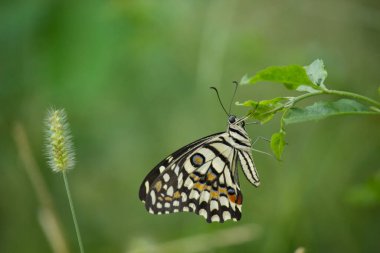  Papilio Kelebeği ya da Papilio Kelebeği çiçek bitkilerinin üzerinde doğal ortamında dinlenen yumuşak yeşil bir arka planda Papilio Kelebeği ya da yaygın limon Kelebeği çiçeklerin kanatlarını çırpar, Macro resmi