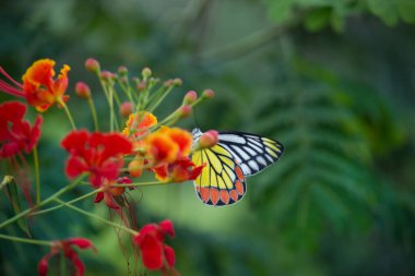 Güzel bir Jezebel Kelebeği (Delias eucharis), Hindistan 'ın başkenti Hyderabad' da bulunan bulanık yeşil arka planda bulunan renkli kanatların yakın plan görüntüsü olan Royal Poinciana çiçeklerinin üzerinde oturmaktadır.