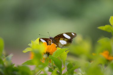 Egggly Butterfly 'ın güzel bir görüntüsü ya da bahar zamanı kanatları ardına kadar açık olan mavi ay kelebeği.