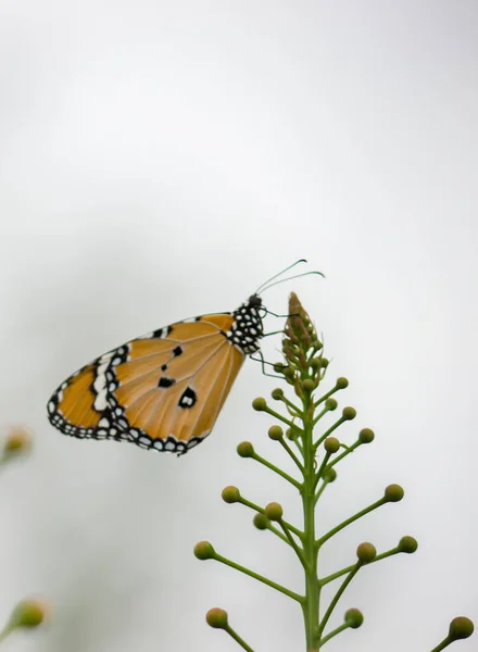 Tavallinen Tiger Danaus Krysippos Perhonen Juo Nektaria Kukka Kasvi Luonnossa — kuvapankkivalokuva