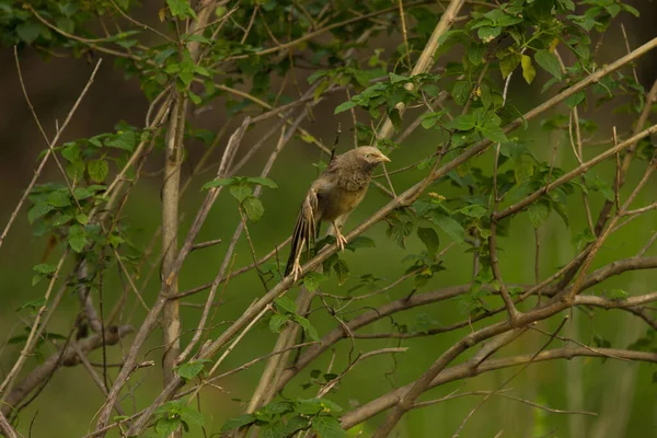 Jungla Babbler Este Membru Familiei Leiothrichidae Găsite Subcontinentul Indian Sunt — Fotografie, imagine de stoc