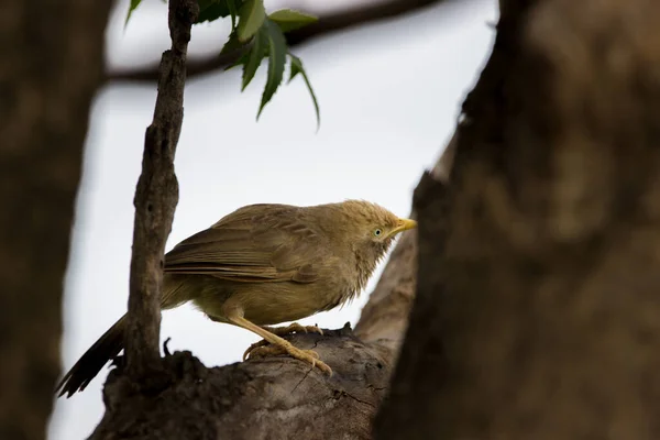 Babbler Dżungli Jest Członkiem Rodziny Leiothrichidae Znalezionych Subkontynencie Indyjskim Ptaki — Zdjęcie stockowe
