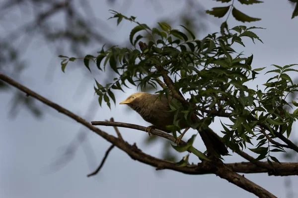 Jungla Babbler Este Membru Familiei Leiothrichidae Găsite Subcontinentul Indian Sunt — Fotografie, imagine de stoc