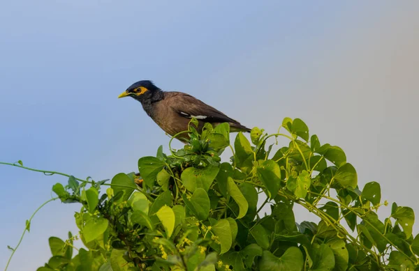 ミナはスターリング家の鳥だ これは南アジア 特にインド パキスタン バングラデシュに自生するパッセリンの鳥のグループです — ストック写真