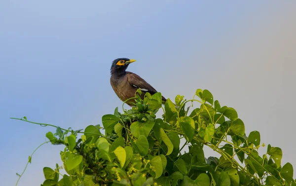 ミナはスターリング家の鳥だ これは南アジア 特にインド パキスタン バングラデシュに自生するパッセリンの鳥のグループです — ストック写真
