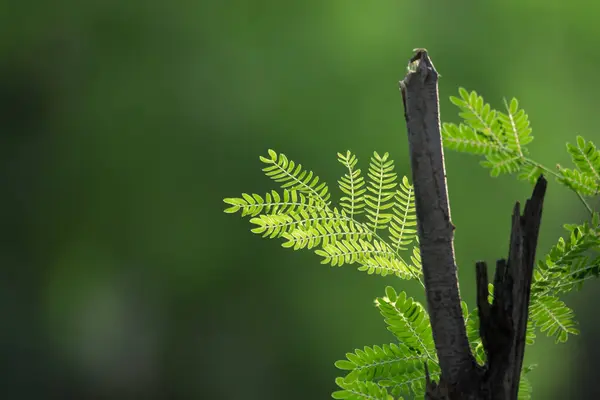 热带热带雨林树叶植物灌木 副林和热带植物叶子 背景柔软 叶型为绿色 叶型多样 光合作用和茎 芽系统 — 图库照片