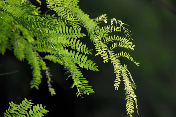 Tropiska Regnskog Bladväxter Buskar Ormbunkar Gröna Blad Filodendron Och Tropiska — Stockfoto