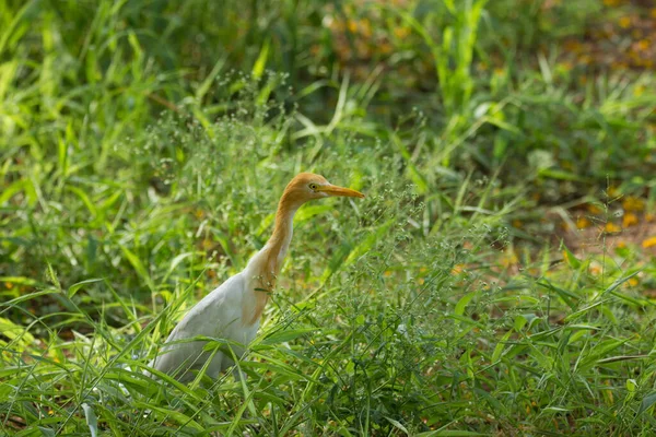 Cattle Egret Known Bubulcus Ibis Standing Firmly Plants Insects Pest — Stock Photo, Image