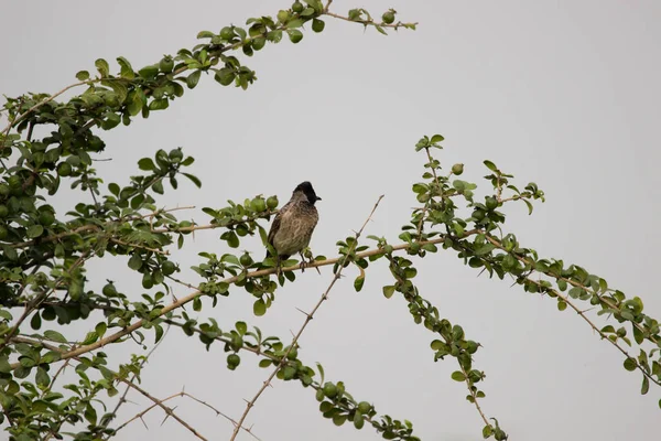 Der Rotschnurrbart Bulbul Oder Kammbulbul Ist Ein Asien Beheimateter Passantenvogel — Stockfoto