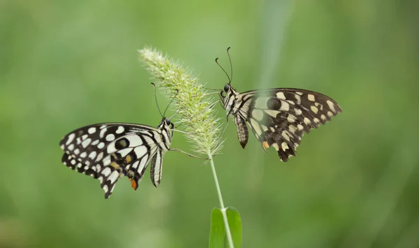 Papilio Demoleus Vanlig Limesommerfugl Utbredt Svalesommerfugl Sommerfuglen Også Kjent Som – stockfoto