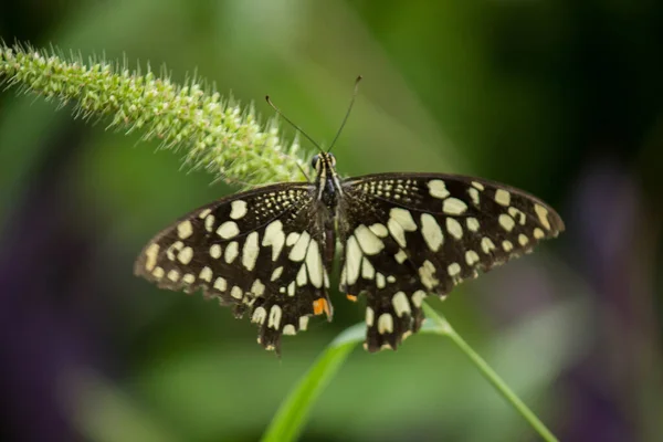 Papilio Demoleus Common Lime Butterfly Widespread Swallowtail Butterfly Butterfly Also — Stock Photo, Image