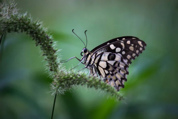 Papilio Demoleus Είναι Μια Κοινή Πεταλούδα Ασβέστη Και Ευρέως Διαδεδομένη — Φωτογραφία Αρχείου