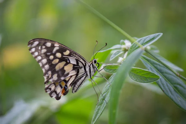 蝶蝶蝶是一种常见的石灰蝴蝶和广泛的燕尾蝶 蝴蝶也被称为石灰蝴蝶 柠檬蝴蝶 石灰燕尾和方格燕尾 — 图库照片