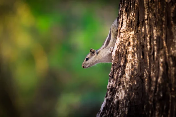 棕榈松鼠或啮齿动物 或也被称为花栗鼠 坚定地站在树干上 — 图库照片
