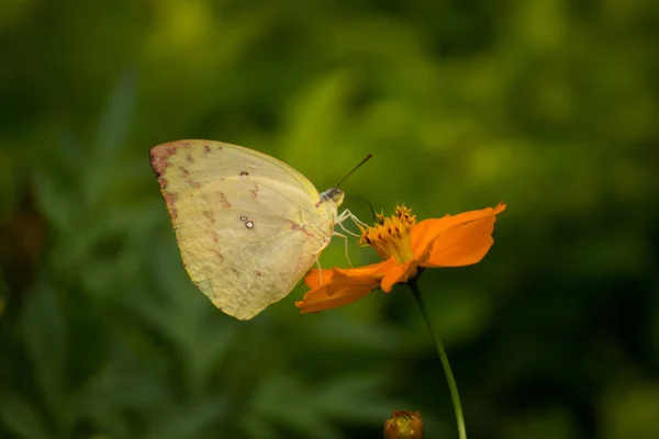 Una Farfalla Erba Gialla Appoggiata Sulle Piante Dei Fiori Durante — Foto Stock