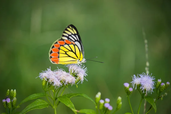 春天的时候 印度吉泽贝尔蝴蝶栖息在花木上 — 图库照片