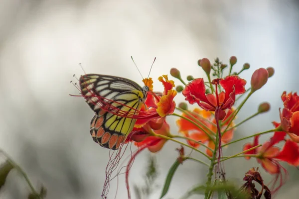 Krásný Motýl Jezebel Delias Eucharis Sedí Květinách Royal Poinciana Zblízka — Stock fotografie