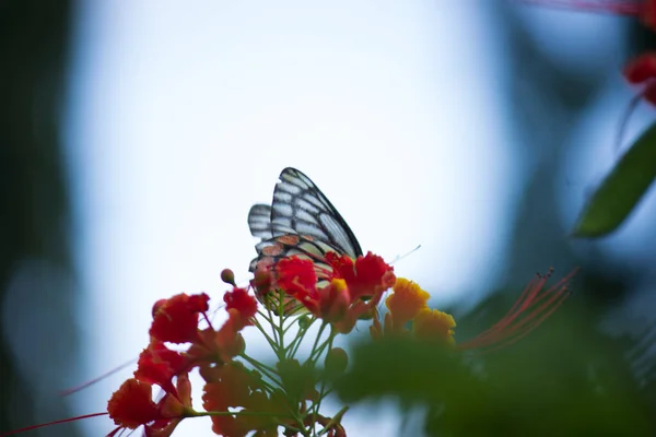 Egy Gyönyörű Közös Jezebel Pillangó Delias Eucharis Royal Poinciana Virágok — Stock Fotó