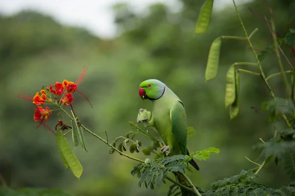 Retrato Bonito Rose Ringed Parakeet Também Conhecido Como Papagaio Verde — Fotografia de Stock