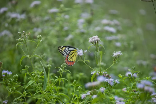 春天的时候 印度吉泽贝尔蝴蝶栖息在花木上 — 图库照片