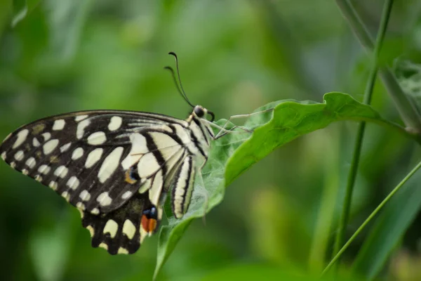 Papilio Butterfly Common Lime Butterfly Resting Flower Plants Its Natural — Stock Photo, Image